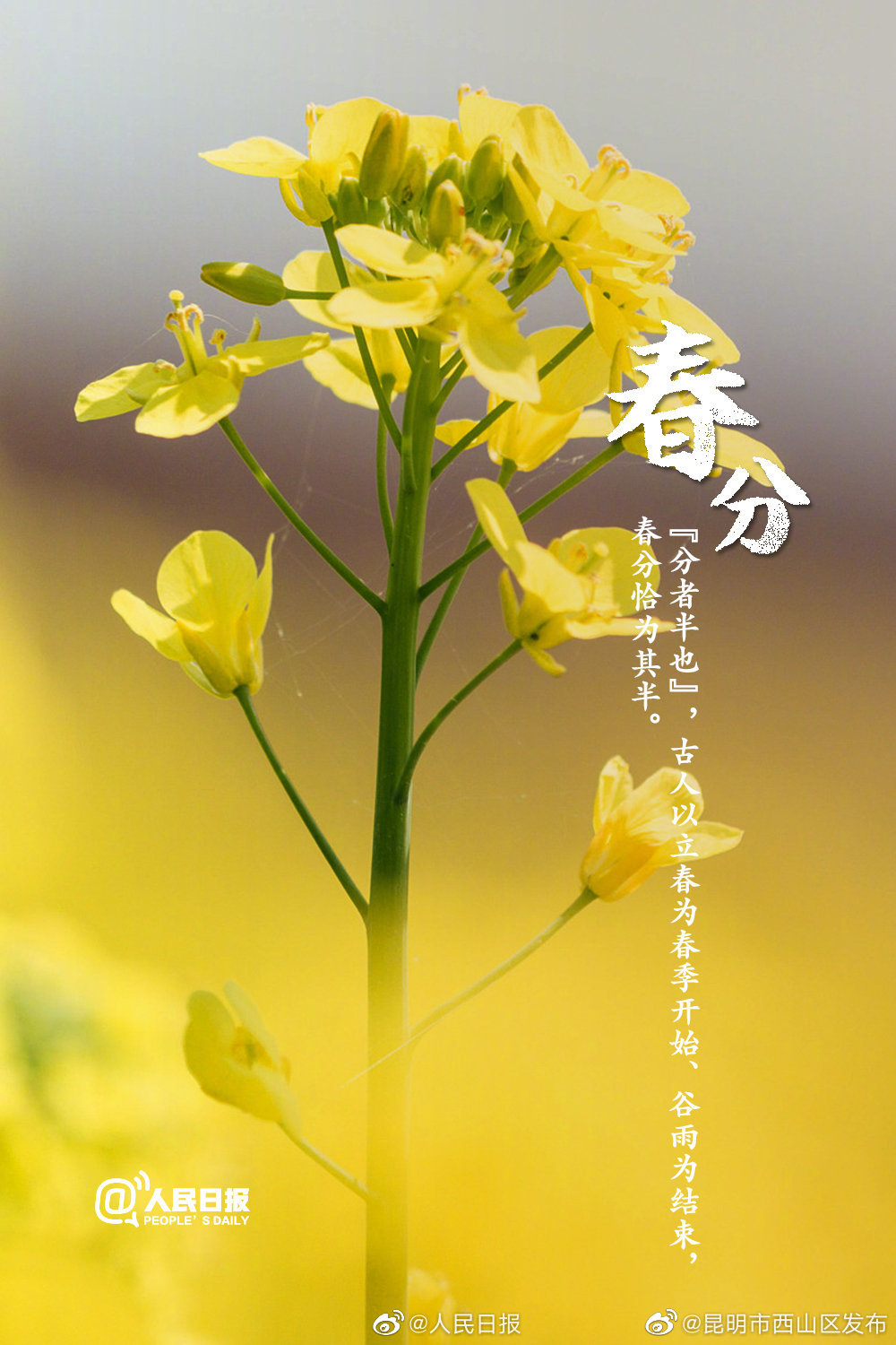 “昆明市西山区发布”微博