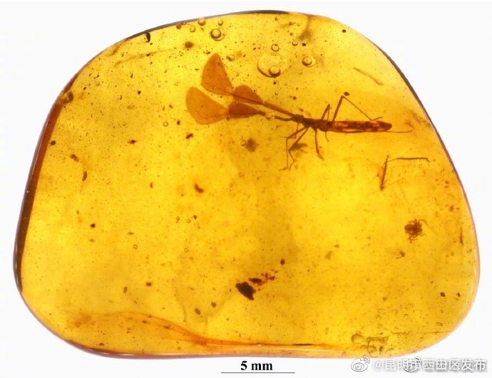 快来看！恐龙时代的“臭大姐”竟然长着巨角