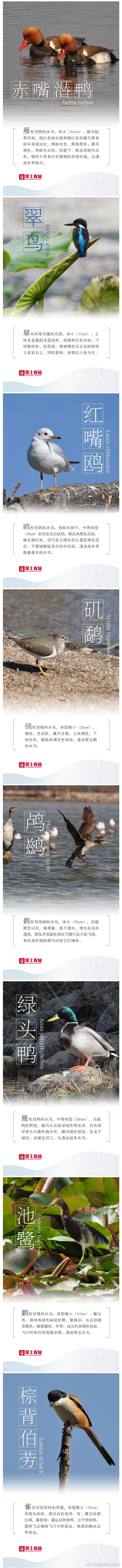 “昆明市西山区发布”微博