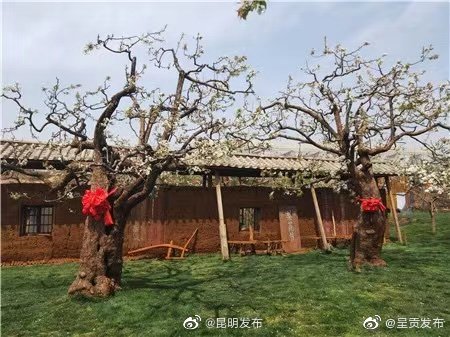 “呈贡发布”微博