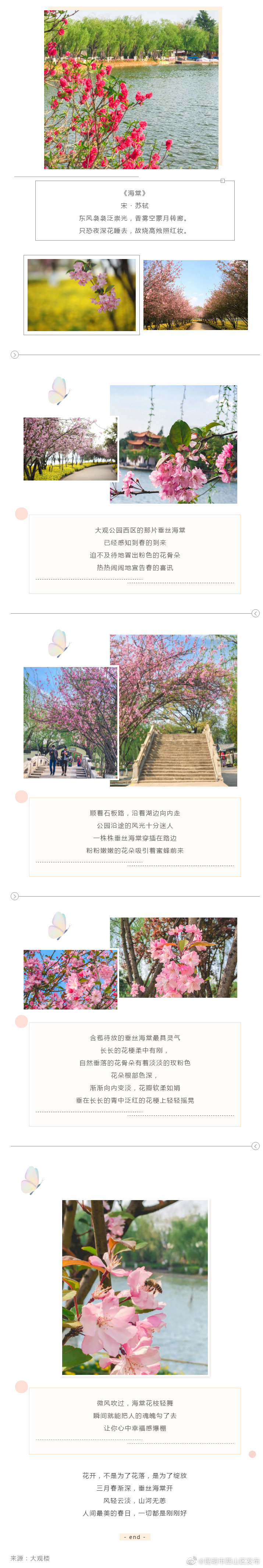 三月春渐深，垂丝海棠开～