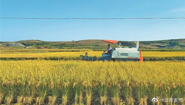 云南功能稻麦研究利用获突破性进展 培育出9个新品种