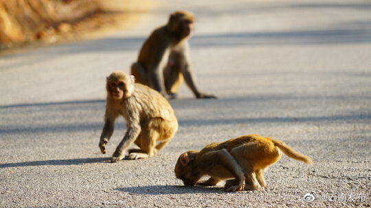 “云南发布”微博