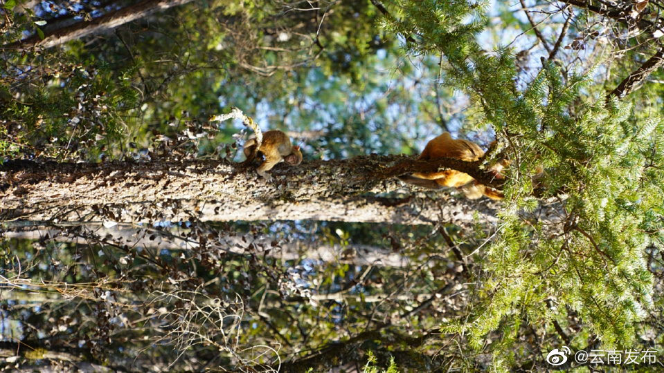 “云南发布”微博