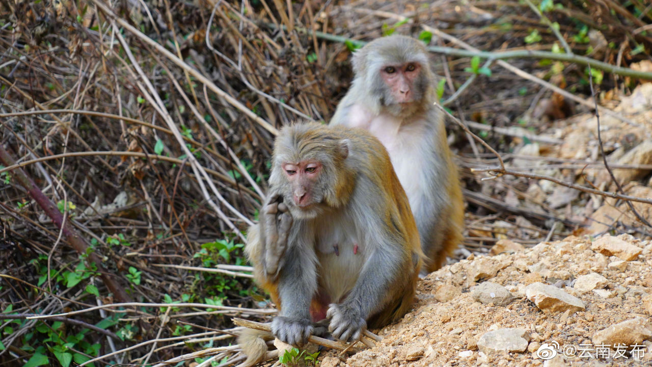 “云南发布”微博