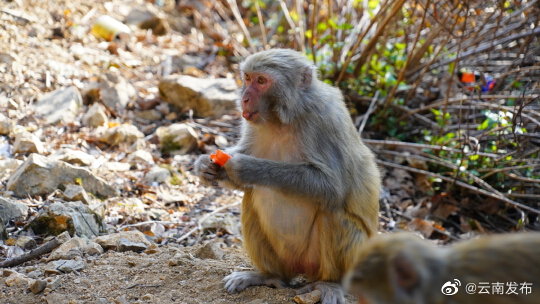 “云南发布”微博