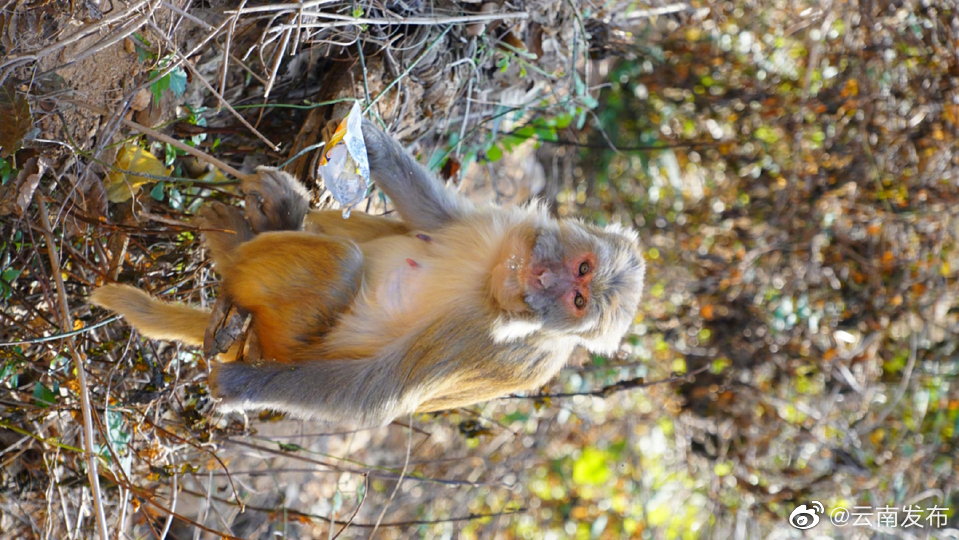 “云南发布”微博