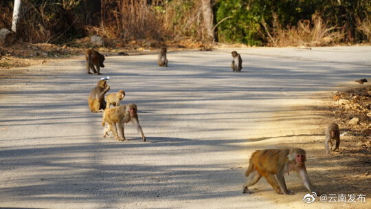 “云南发布”微博