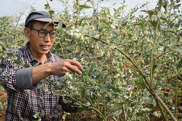 澄江成功培育出“四季蓝莓”