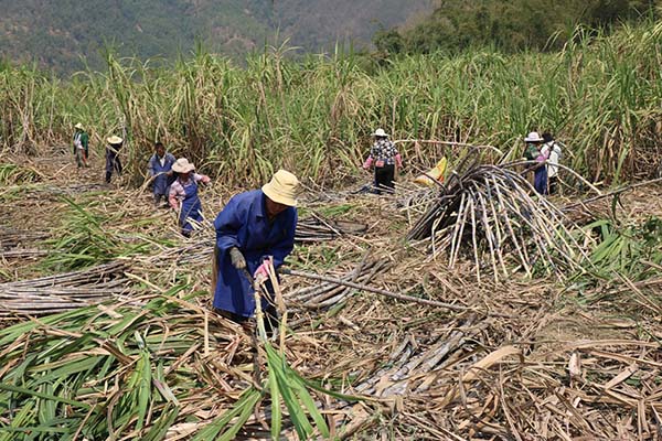 老厂蔗农收蔗忙
