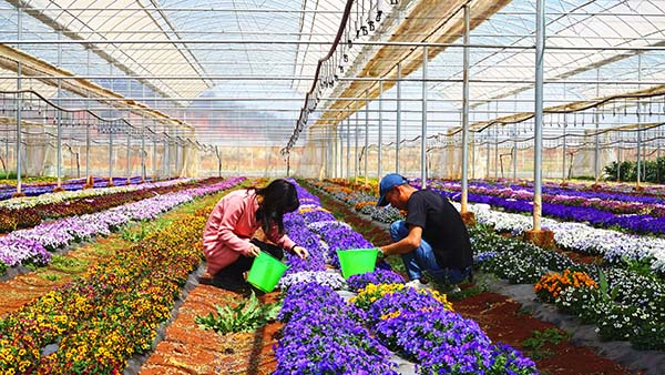 雄关乡特色种植让沃野生金