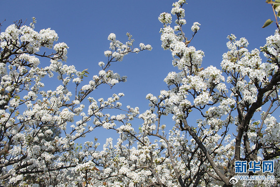 “云南发布”微博