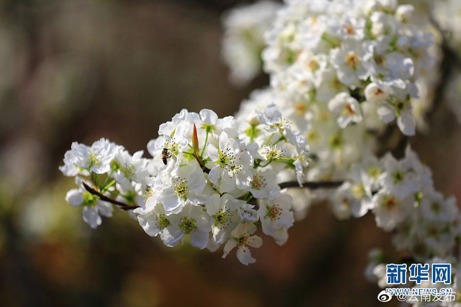 “云南发布”微博