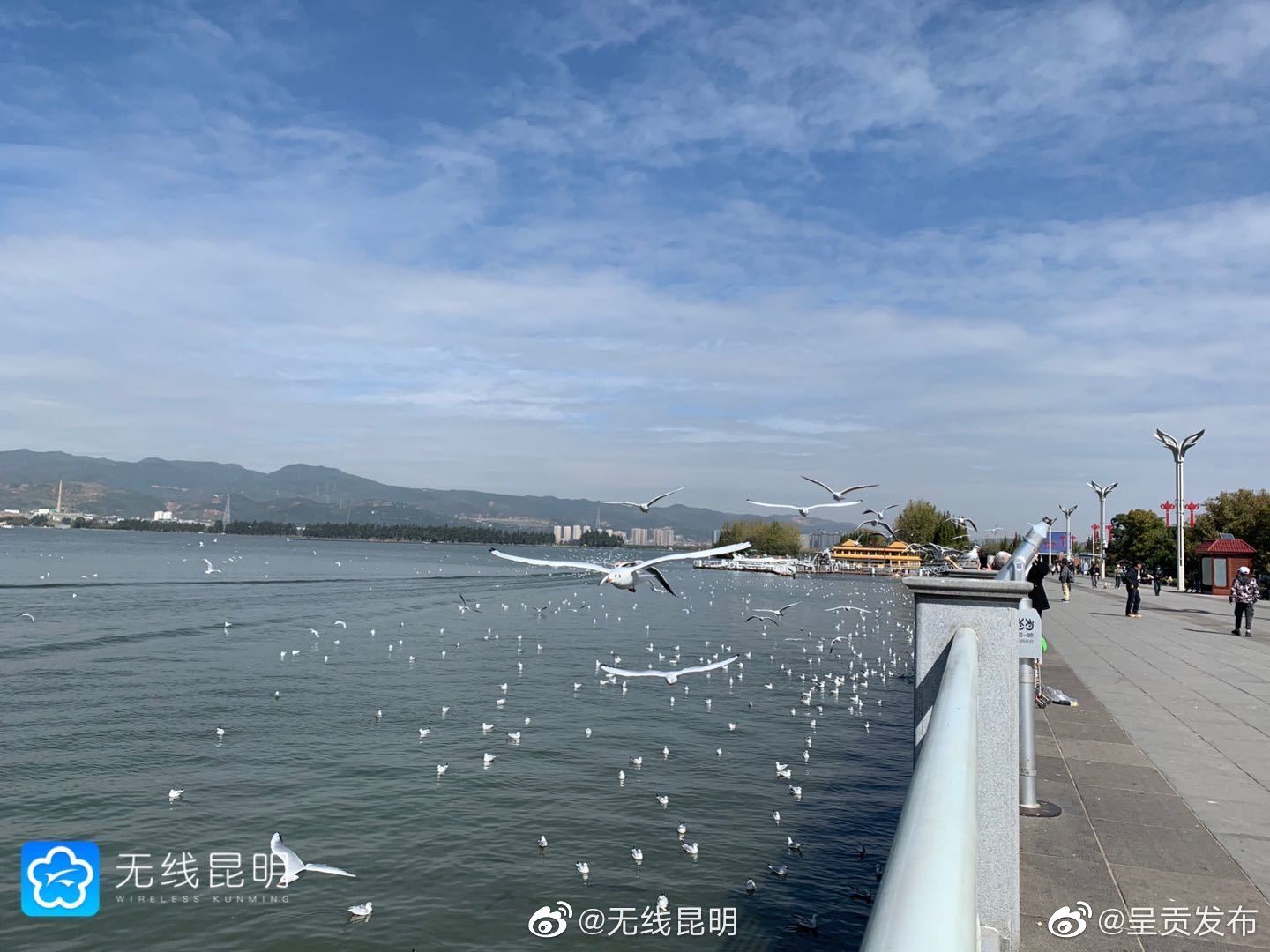 昆明3次抽检红嘴鸥，均未发现携带新冠病毒！