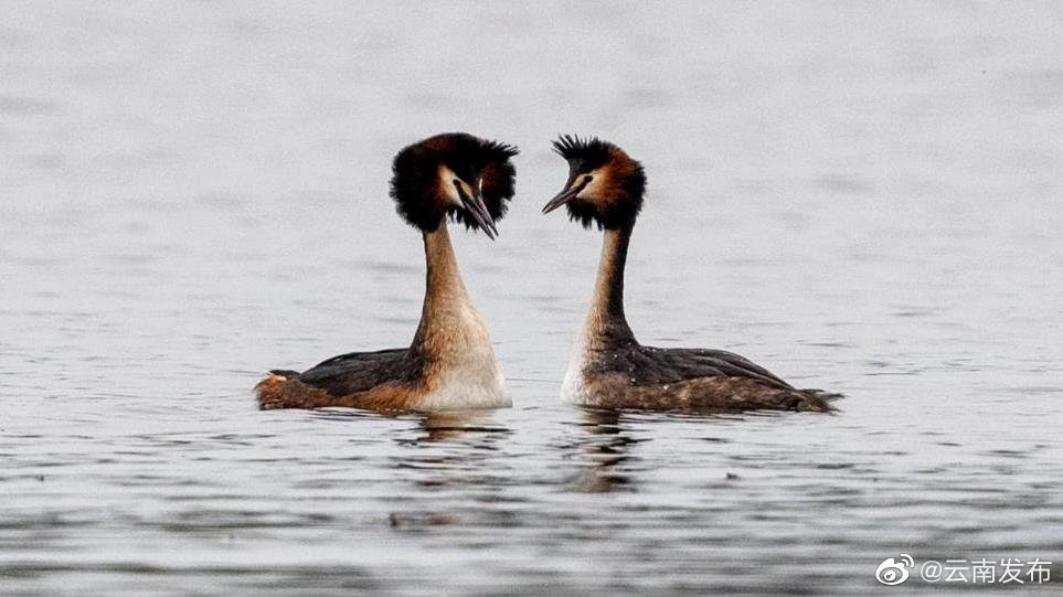 “云南发布”微博