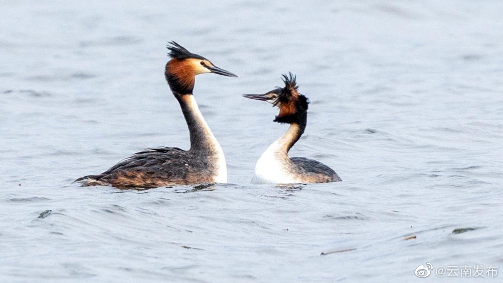 “云南发布”微博