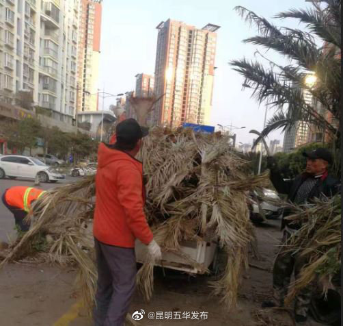 红云街道整治枯树危树 消除安全隐患
