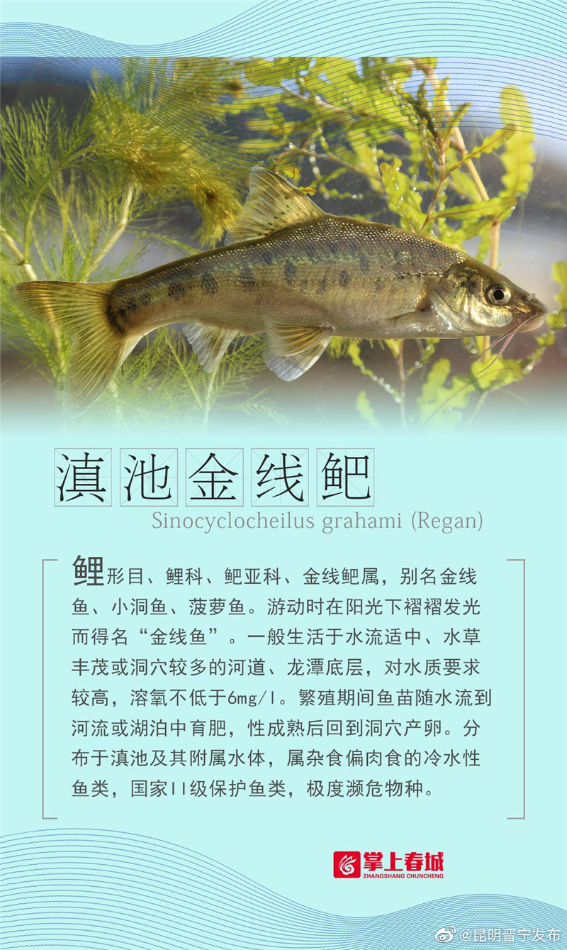 我的兄弟回来了，滇池23条鱼的故事