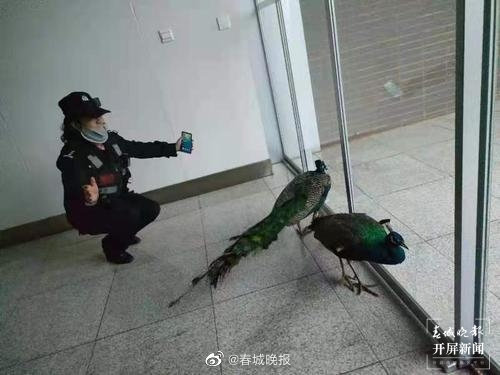 云南人家养孔雀实锤？孔雀又上街“闲逛”，昆明特警将其“扭送”回家