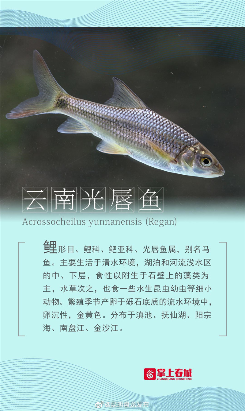 “昆明盘龙发布”微博