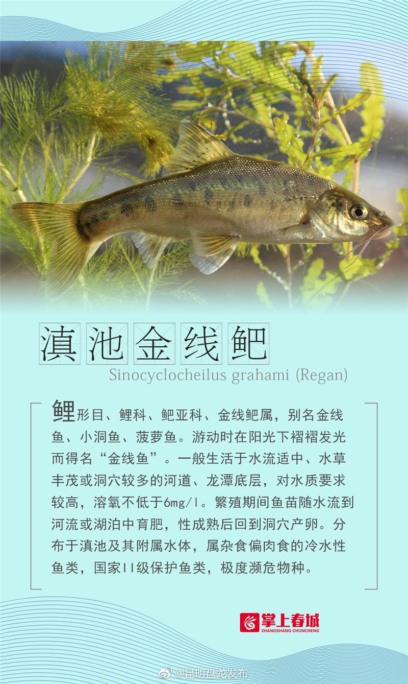 “昆明盘龙发布”微博