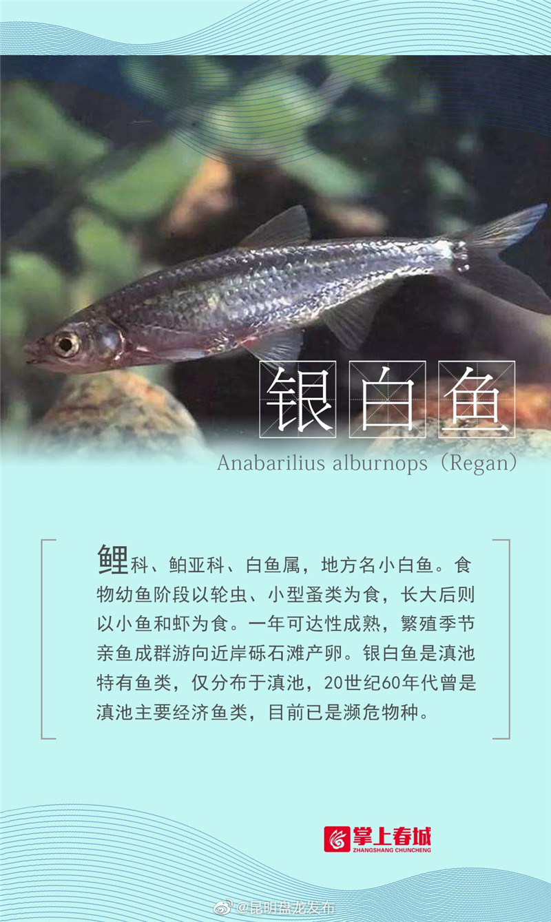 “昆明盘龙发布”微博