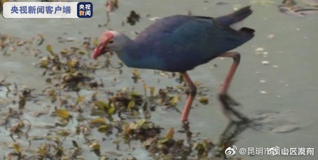 “昆明市西山区发布”微博