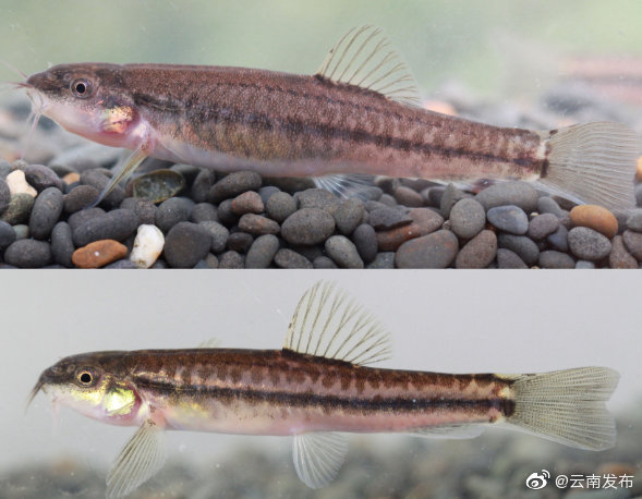 鱼类新种纪录！云南发现中国鱼类新种川河云南鳅