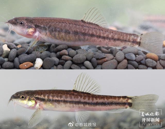 云南南涧发现中国鱼类新种——川河云南鳅