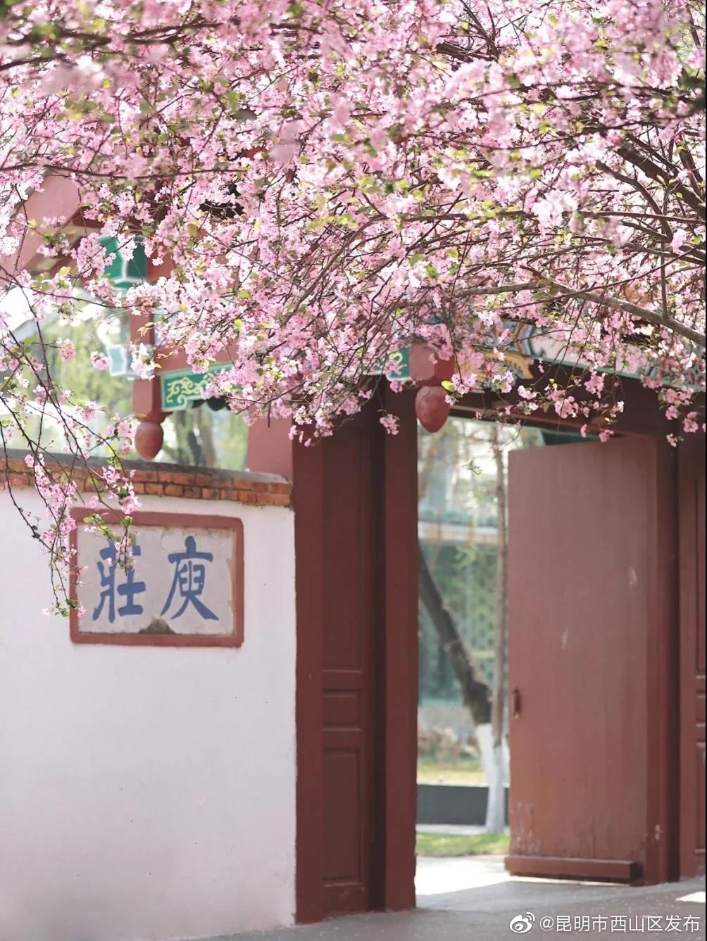 “昆明市西山区发布”微博