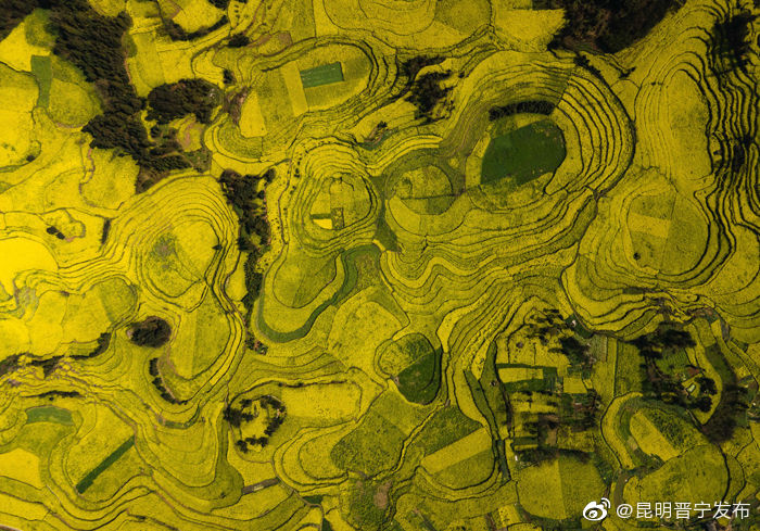 一朵油菜花的双循环