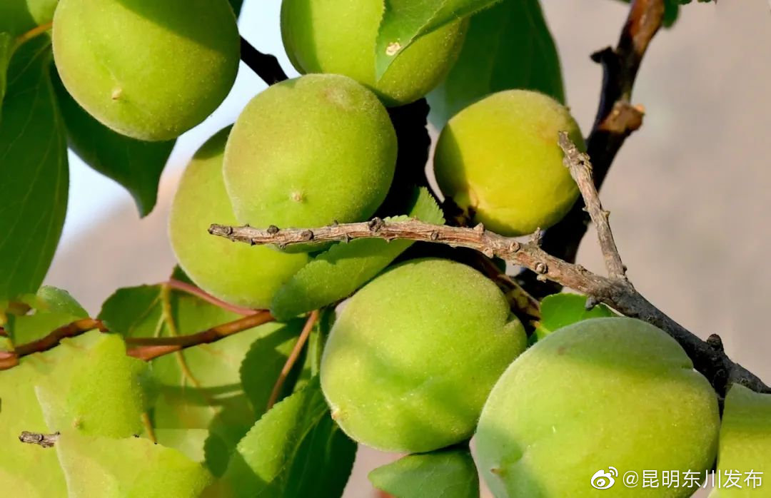 “昆明东川发布”微博