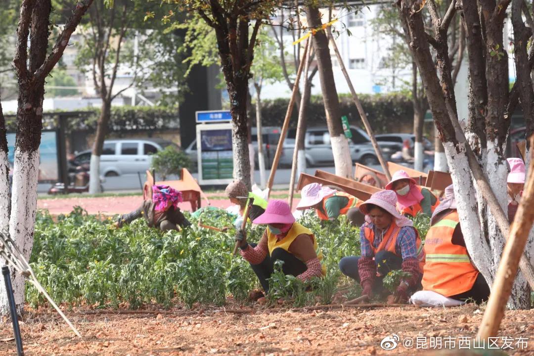 “昆明市西山区发布”微博