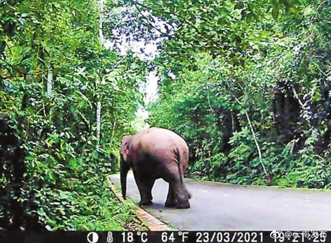 野象“打卡”望天树 景区加强周边监测和预警