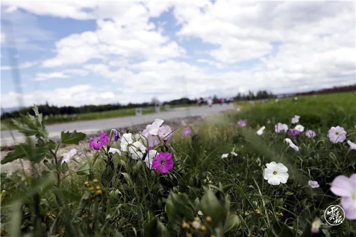 大理日报(微信)