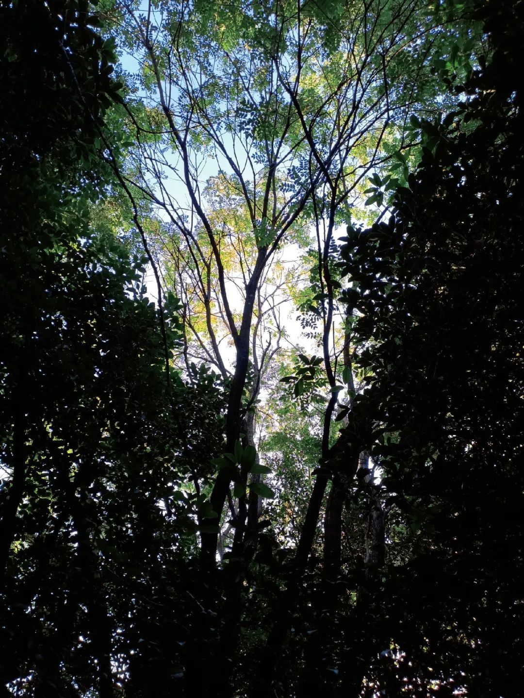 西南林业大学(微信)