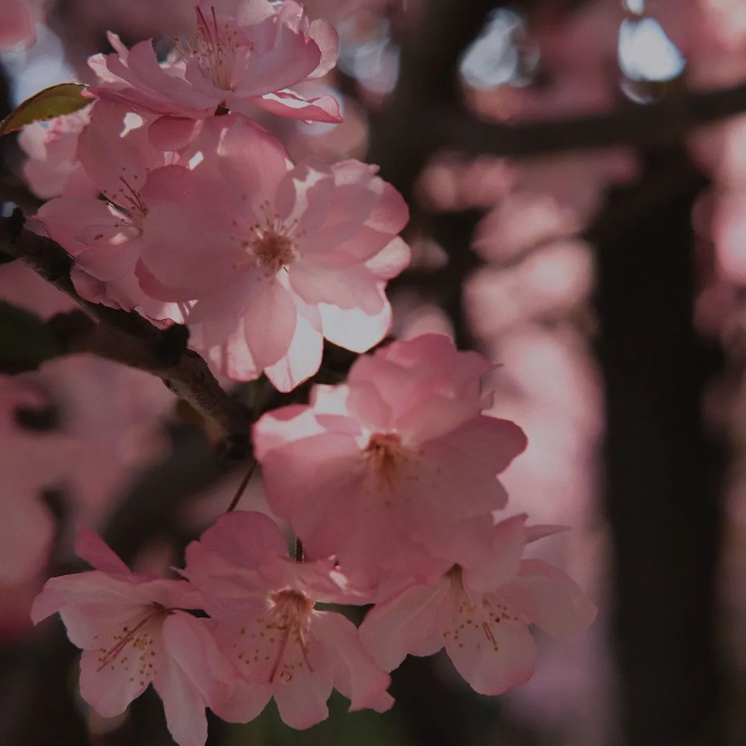 西南林业大学(微信)