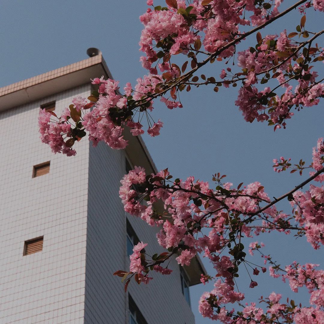 西南林业大学(微信)