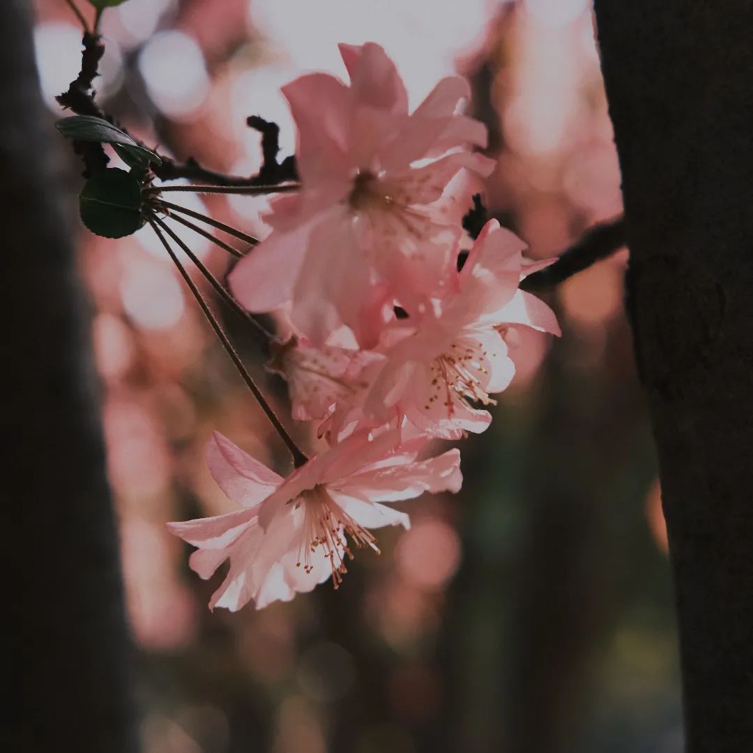 西南林业大学(微信)