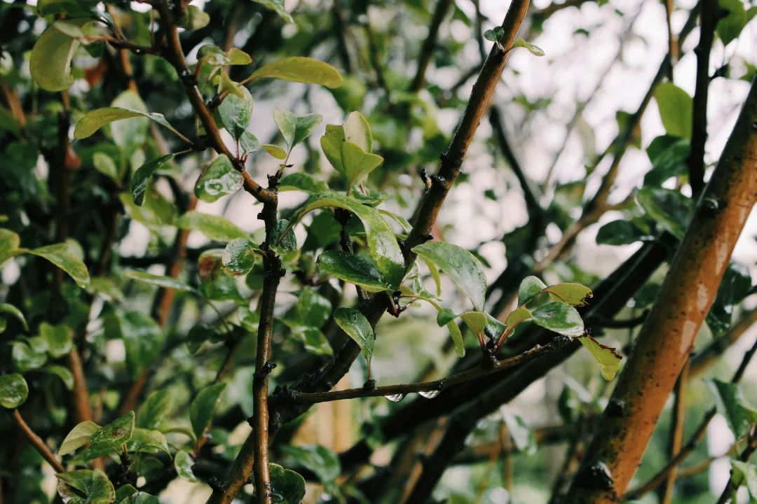 西南林业大学(微信)