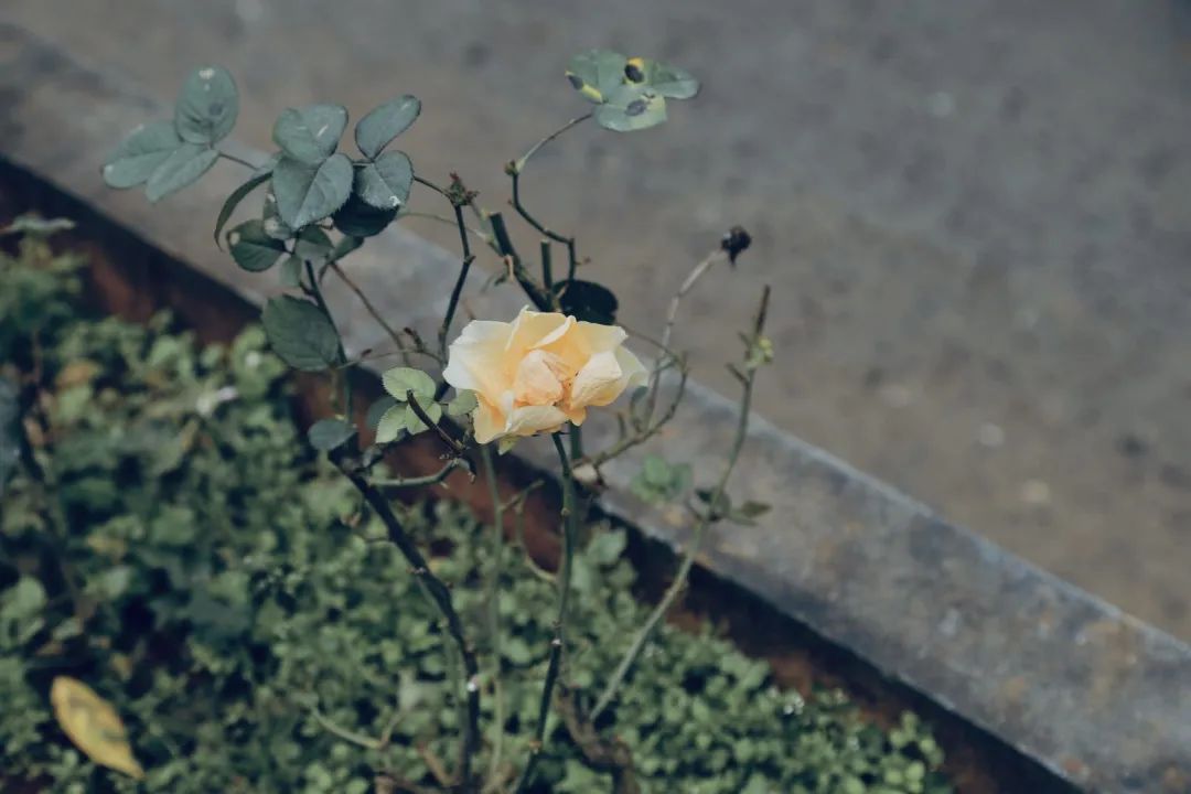 西南林业大学(微信)