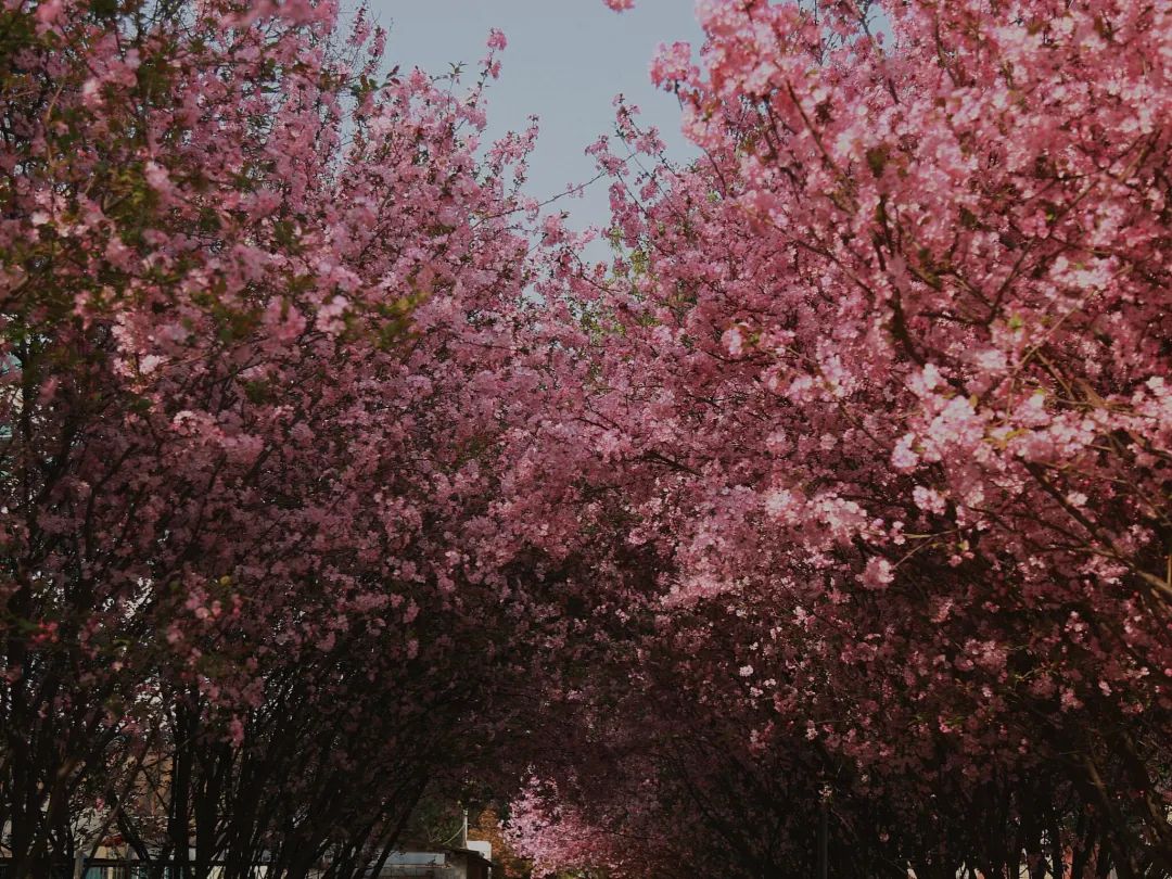 西南林业大学(微信)