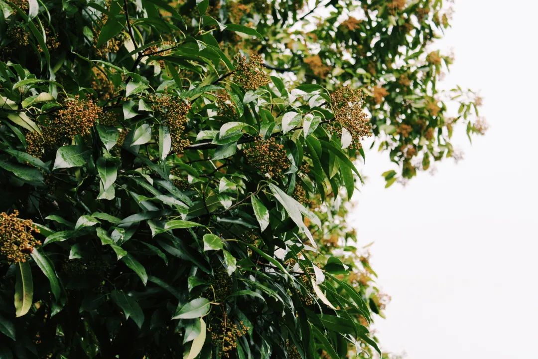 西南林业大学(微信)