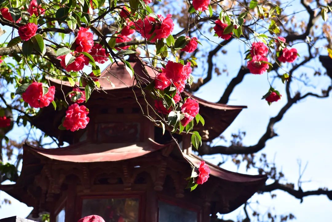 掌上春城(微信)