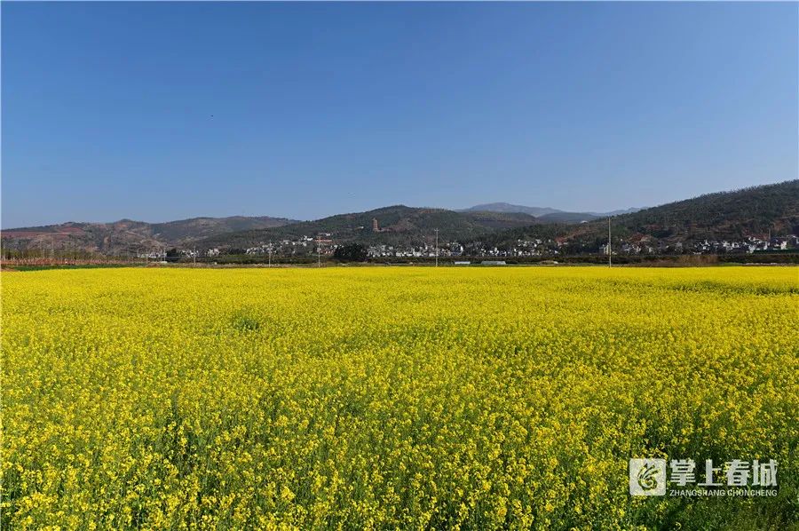 掌上春城(微信)