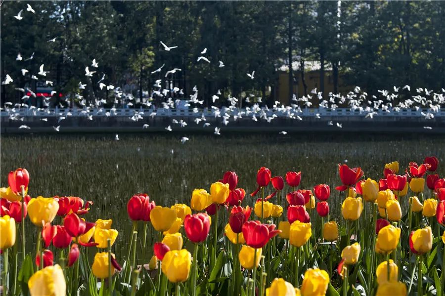 掌上春城(微信)