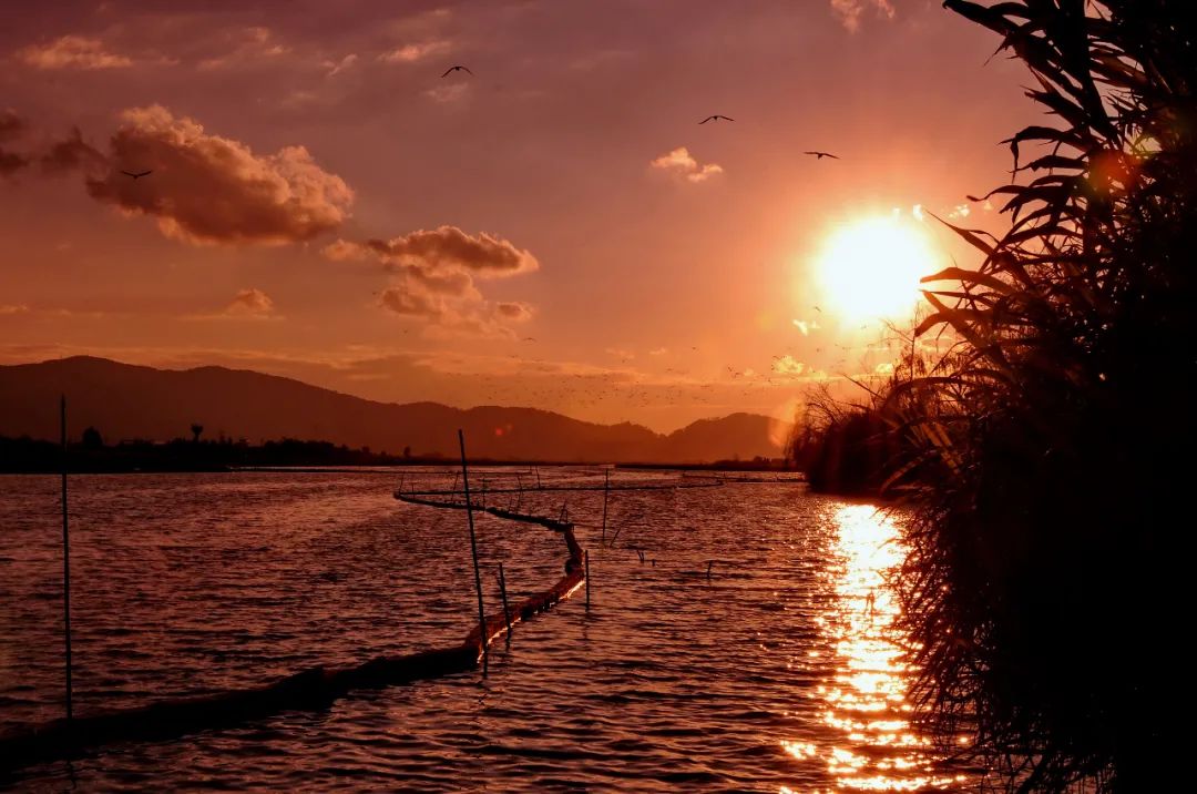 掌上春城(微信)