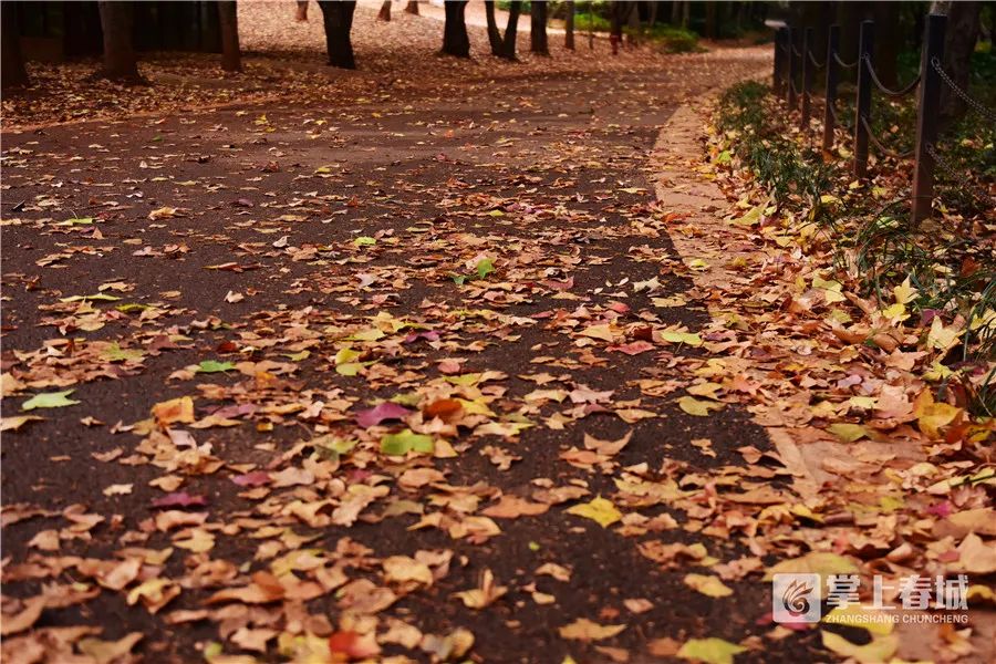 掌上春城(微信)