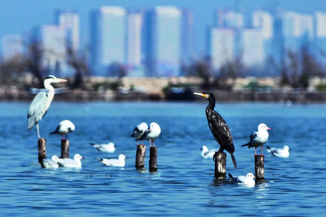 掌上春城(微信)