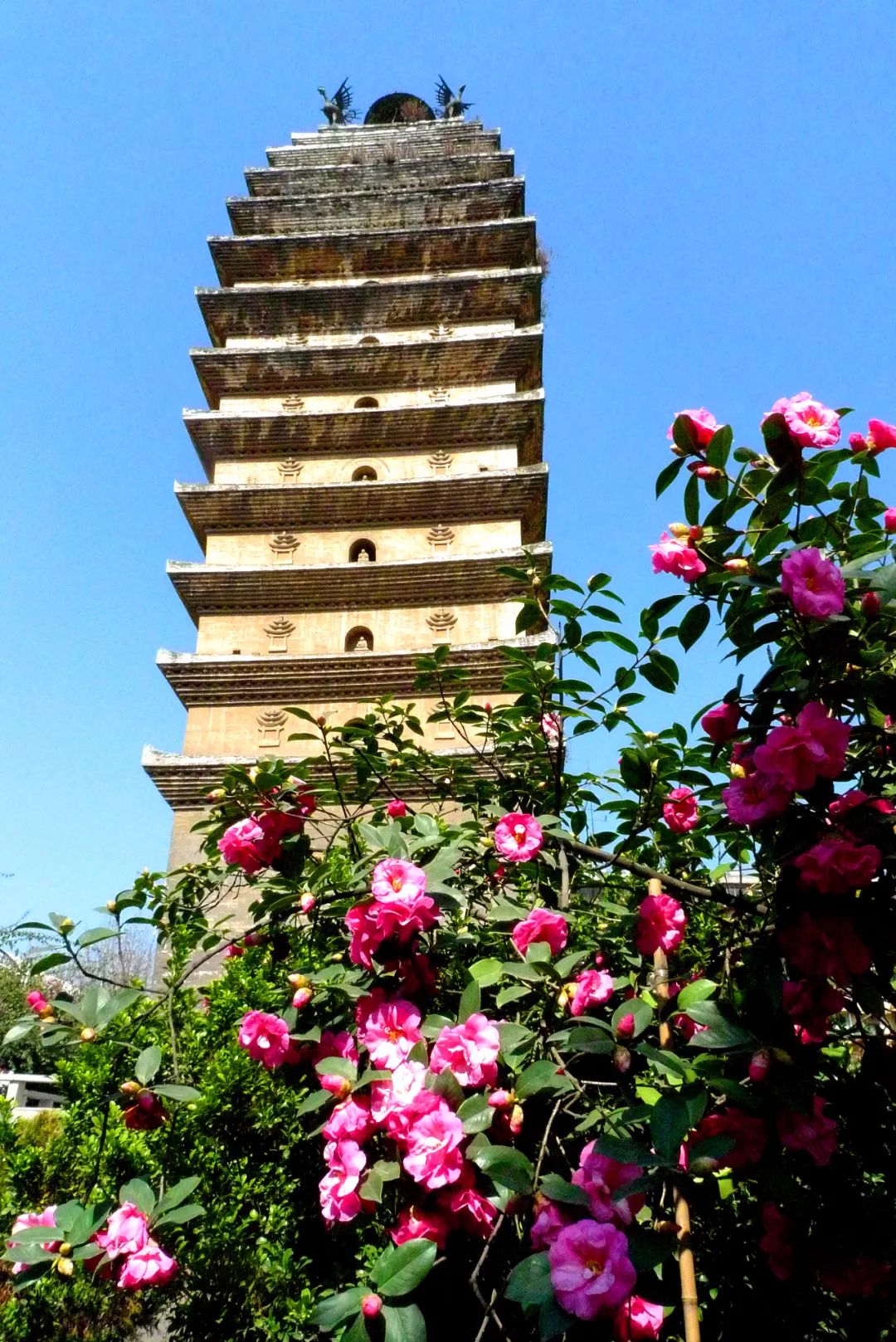 掌上春城(微信)